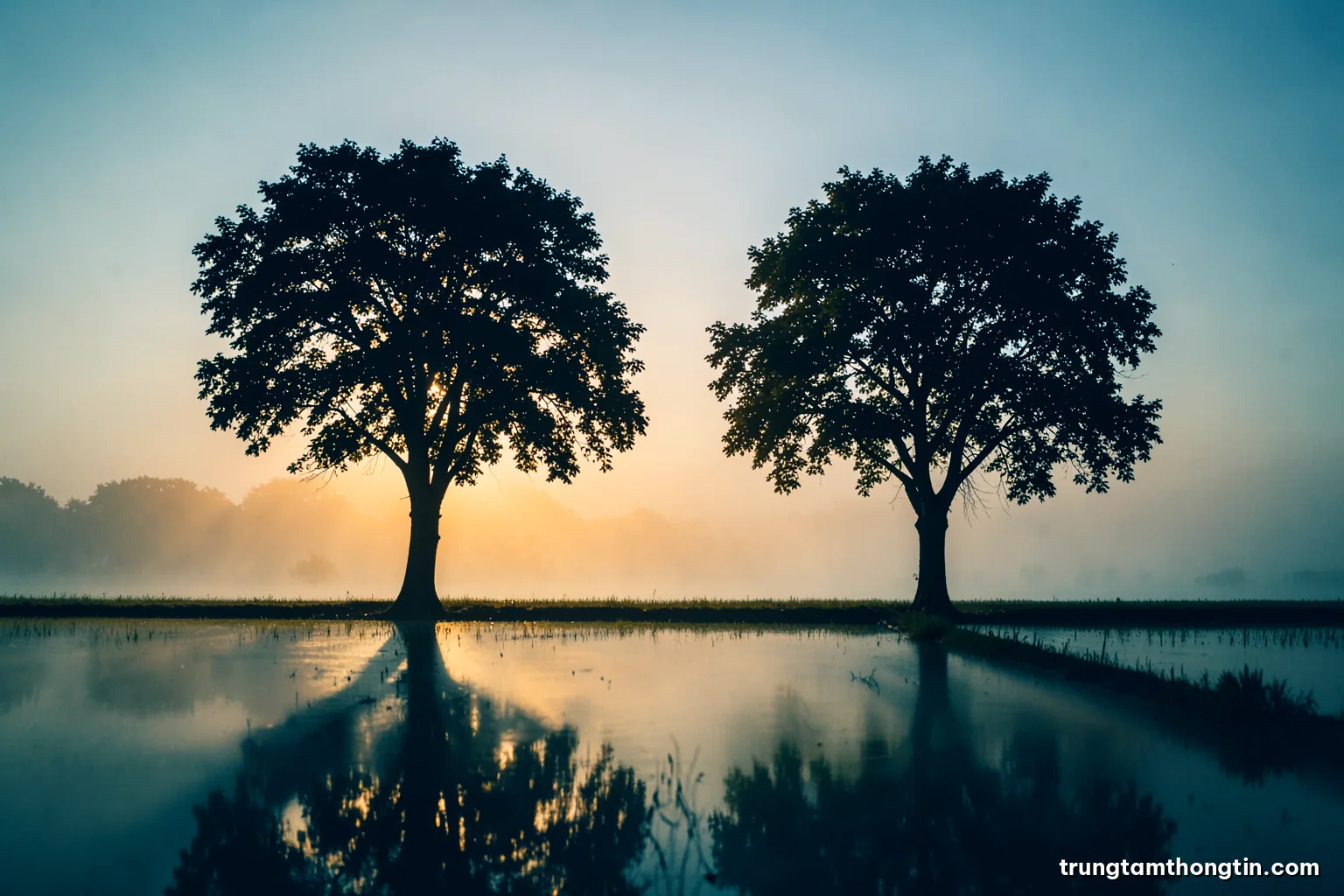 Low-angle silhouette of two separate trees on a flat rice field at sunrise, their shadows stretching toward each other on the water, misty gold and teal palette